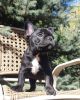 Photo №1. french bulldog - for sale in the city of Dusseldorf | 380$ | Announcement № 127370