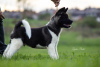 Photo №4. I will sell american akita in the city of Belgrade. breeder - price - 740$