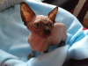 Photo №2 to announcement № 32650 for the sale of sphynx cat - buy in Germany private announcement