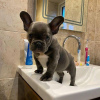 Photo №1. french bulldog - for sale in the city of Region Hannover | negotiated | Announcement № 32009