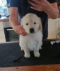 Photo №3. AKC 5 Generation Pedigree Golden Retriever puppies *BOY AND GIRLS ONLY*. United States