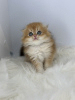 Additional photos: Scottish fold golden kitten