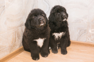 Photo №2 to announcement № 6068 for the sale of tibetan mastiff - buy in Russian Federation private announcement