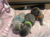 Photo №4. I will sell french bulldog in the city of Даллас. breeder - price - Is free