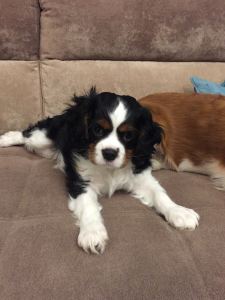 Photo №4. I will sell cavalier king charles spaniel in the city of Minsk. private announcement, breeder - price - Negotiated