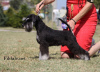 Additional photos: Miniature Schnauzer BEAUTIFUL puppies