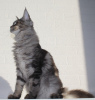 Photo №2 to announcement № 17058 for the sale of maine coon - buy in Russian Federation from nursery