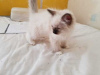 Photo №1. ragdoll - for sale in the city of London | negotiated | Announcement № 123513