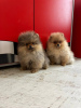 Photo №1. pomeranian - for sale in the city of Vilnius | 634$ | Announcement № 100494