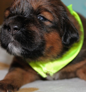 Additional photos: Tibetan mastiff puppies for sale