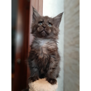 Photo №1. maine coon - for sale in the city of Москва | 325$ | Announcement № 1282