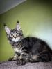 Photo №4. I will sell maine coon in the city of Quedlinburg. private announcement - price - 423$