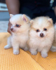 Photo №1. pomeranian - for sale in the city of Munich | 581$ | Announcement № 12833