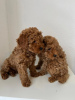 Photo №1. poodle (toy) - for sale in the city of Гамбург | 2430$ | Announcement № 42485