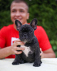 Photo №2 to announcement № 127369 for the sale of french bulldog - buy in Germany private announcement