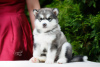 Photo №2 to announcement № 7534 for the sale of alaskan malamute - buy in Russian Federation private announcement