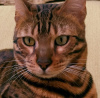 Additional photos: Bengal cat adult