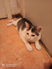 Additional photos: Affectionate Plutosh is looking for a kind family.