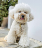 Photo №4. I will sell poodle (toy) in the city of Wolfsburg. private announcement, from nursery, from the shelter - price - 528$