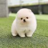 Photo №1. pomeranian - for sale in the city of Tallinn | negotiated | Announcement № 127500