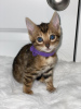 Photo №1. bengal cat - for sale in the city of Hannover | 264$ | Announcement № 121657