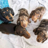 Photo №1. dachshund - for sale in the city of Berlin | Is free | Announcement № 68771