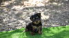 Photo №1. yorkshire terrier - for sale in the city of Хавалли | Is free | Announcement № 61190