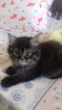 Photo №4. I will sell persian cat in the city of Barcelona. private announcement - price - 208$