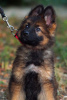 Additional photos: Puppy. German Shepherd.