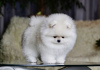 Photo №1. pomeranian - for sale in the city of Гамбург | 280$ | Announcement № 119125