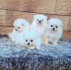 Photo №1. pomeranian - for sale in the city of Kharkov | 424$ | Announcement № 69495