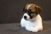 Photo №4. I will sell jack russell terrier in the city of Minsk. from nursery - price - 1200$