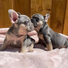 Photo №1. french bulldog - for sale in the city of Helsinki | 423$ | Announcement № 113003