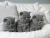 Photo №3. British shorthair kittens. Ukraine