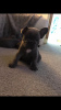 Photo №2 to announcement № 115319 for the sale of french bulldog - buy in United Kingdom private announcement, breeder