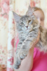 Photo №1. maine coon - for sale in the city of St. Petersburg | Is free | Announcement № 9811