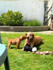 Photo №1. vizsla - for sale in the city of Aberdeen | 634$ | Announcement № 75575