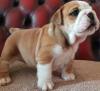 Photo №1. english bulldog - for sale in the city of Geneva | Is free | Announcement № 19449