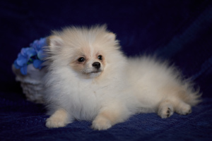 Photo №2 to announcement № 4809 for the sale of german spitz - buy in Russian Federation private announcement, breeder