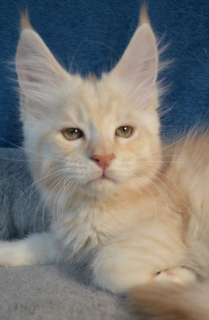 Photo №3. Selling Maine Coon. Russian Federation
