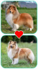 Photo №2 to announcement № 122734 for the sale of shetland sheepdog - buy in Lithuania breeder