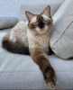 Photo №2 to announcement № 105191 for the sale of siamese cat - buy in Germany private announcement, breeder