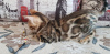 Photo №4. I will sell bengal cat in the city of Kirov. from nursery - price - 325$
