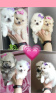 Photo №2 to announcement № 100705 for the sale of pomeranian - buy in Belarus breeder