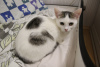 Additional photos: A little cat, kitten Lyalya, was rescued from the street and is looking for a