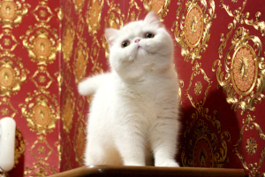 Photo №4. I will sell exotic shorthair in the city of Kharkov. private announcement - price - 800$