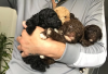 Additional photos: Our last stunning chocolate girl Toy poodle