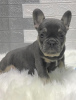 Additional photos: French Bulldog