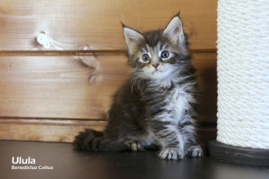 Photo №4. I will sell maine coon in the city of Minsk. from nursery - price - 311$