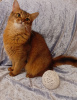 Photo №1. somali cat - for sale in the city of Riga | 528$ | Announcement № 123520